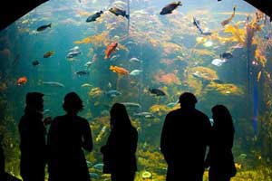 aquarium at california academy of sciences san francisco